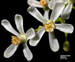 Image result for Meliaceae