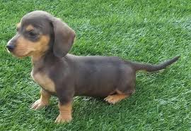Irish dachshund club, founded in 1932, we are devoted to the development, promotion and dachshund puppies for sale. Chocolate Brown Dachshund Puppies Sale Petswithlove Us