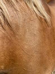 Purina omega match ahiflower oil supplement is specially formulated to fill in nutritional gaps for those horses who can't. Purina Omega Match Ahiflower Oil Supplement Purina