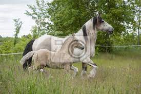 @wow_pferd posted on their instagram profile: Buckskin Gypsy Pferd Stute Mit Palomino Fohlen Fototapete Fototapeten Wildleder Palomino Fohlen Myloview De