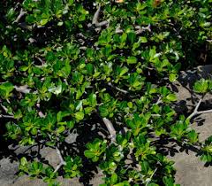 Image result for Manilkara mochisia