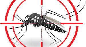 The Debate Over Using Gmo Mosquitoes To Fight Zika Explained Mosquito Zika Tacloban City
