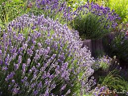 Betonpflanzsteine Dauerhaft Schon Bepflanzen Garten Pflanzen Betonpflanzsteine Pflanzen