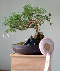 'tray planting', pronounced boɰ̃sai (listen)) is a japanese version of the original traditional chinese art penjing or penzai. 20 Bonsai Or Bonzai Ideas Bonsai Bonsai Tree Bonsai Art
