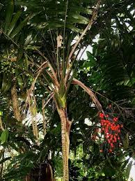 Image result for Synsepalum passargei