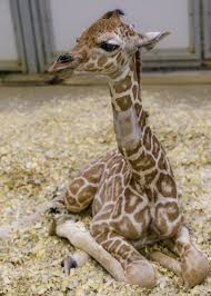 Omaha zoo welcomes baby giraffe