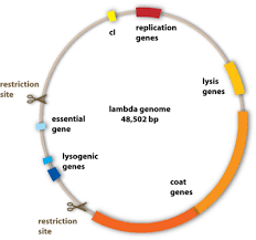For other excellent representations of virus structure, go to the university of wisconsin's institute for molecular lambda phage infecting e coli (courtesy russell kightley). Team Heidelberg Human Practice Phips The Phage Project Details 2008 Igem Org