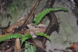 Image result for Asplenium normale