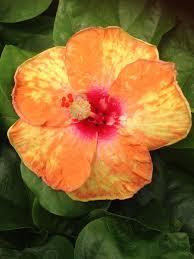 Cajun Starburst Cajun Hibiscus Hibiscus Homes And Gardens 666 Hibiscus Plant Hibiscus Flowers Hibiscus