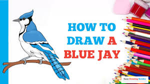 Please pause the how to draw a blue jay video after each step to draw at your own pace. How To Draw A Blue Jay In A Few Easy Steps Drawing Tutorial For Kids And Beginners Youtube