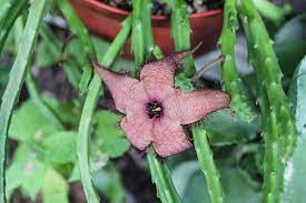 Bloominginoctober Stapelia Grandiflora I Have Two Other Stapeliads In Bloom Or About To Bloom Here In Houston My Little Carrion Flower Little Dogs Flowers