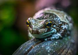 The frogs eat any smaller fish. Can Frogs Breathe Underwater Neeness