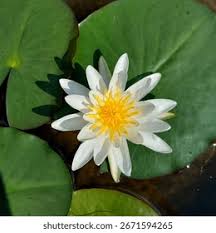 Image result for Nymphaeaceae