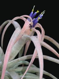 Image result for Commelina capitata