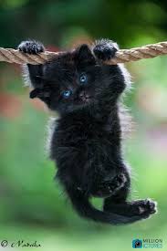 Black Baby Kittens With Green Eyes Black Kitty With Blue Eyes So Cute Cat Cute Cats Pretty Cats Kittens Cutest