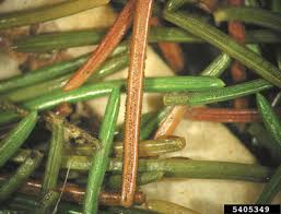 Maybe you would like to learn more about one of these? Nmsu Rhizosphaera Needle Cast Disease Of Blue Spruce