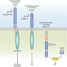 Image result for Alectra orobanchoides