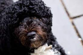 These often sound sweeter than shorter, blunter words, and will therefore suit your majestic and loveable pooch more. Top 120 Portuguese Water Dog Names Popular Male And Female Water Names