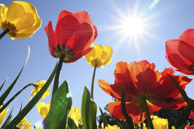 Not everyone knows its origin story, though, or the proclamation that made it but did you know that the philippines isn't the only country that has adopted the sampaguita as its national flower? Tulips For Hot Climates Tips On Growing Tulips In Warm Weather