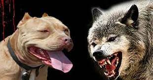 kurt ile kopek arasindaki inanilmaz farklar kangal kurt bogusmasi dovusleri hakkinda dog vs wolf youtube pitbull mom wolf dog pitbull puppy