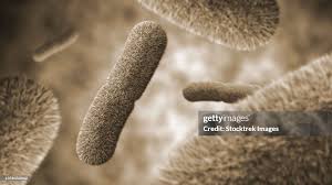 Image result for yersinia fotos