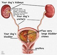 Life expectancy can be very low, with most dogs living around 4 to 6 months after diagnosis. Struvite Bladder Kidney Stones In Your Dog