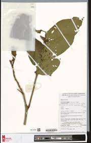 Image result for Thomandersia laurentii