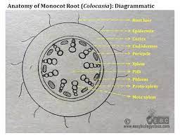 Monocot Root Cross Section Root Diagram Root Growth Biology