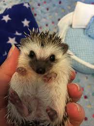 4 Week Old Baby Hedgehog Hedgehog Pet Baby Hedgehog Pygmy Hedgehog