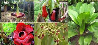 Jenis jenis bunga langkah di indonesia. 5 Tumbuhan Langka Di Indonesia Yang Hampir Punah By Flora Dan Fauna Indonesia Medium