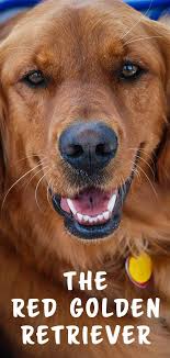 Puppies are very friendly and get along with dogs, cats and kids. Red Golden Retriever The Darkest Shade Of Gold