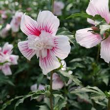 Image result for Hibiscus syriacus ´Pink Chiffon