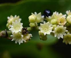 Image result for Terminalia trichopoda