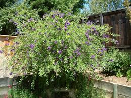 Image result for Lycianthes rantonnetii
