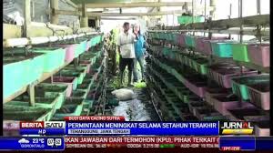 Di sisi lain penulis akan fokus memberikan tips cara ternak atau budidaya cacing sutra. Budidaya Cacing Sutra Organik Unik Dan Menguntungkan Youtube