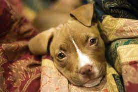 When you need end of life care for your dog or cat, it is time to contact bluestar pet animal hospital in st. No Cost Pet Euthanasia Tips To Save Money When Euthanizing A Pet
