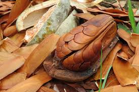 Image result for Swietenia