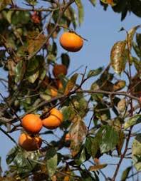 This article discusses some of the fruit trees that they are grown in mild regions such as france. Great Fruit Trees For The Deep South The Persimmon Grow It Blog Mother Earth News