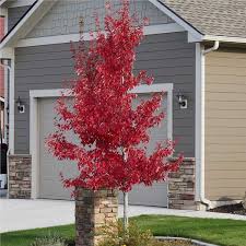 When to plant either way, make sure there is no threat of frost which can damage a newly planted tree. Red Maple Tree On The Tree Guide At Arborday Org