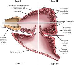 The heart passes blood into a thick muscular pump, the ventricle. The Outflow Tract Of The Heart In Fishes Anatomy Genes And Evolution Grimes 2009 Journal Of Fish Biology Wiley Online Library