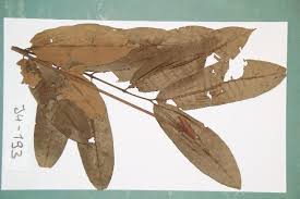 Image result for Trichilia prieuriana