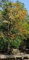 Image result for Xylocarpus