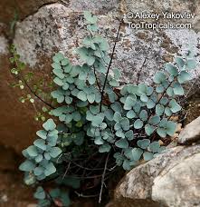 Image result for Pellaea dura