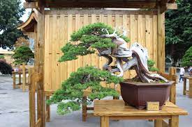 Wanjing Yiyuan Garden Taiwan Bonsai Tree Care Bonsai Bonsai Tree