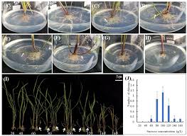 Image result for Oryza longistaminata