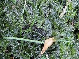 Image result for Hymenophyllum tunbridgense