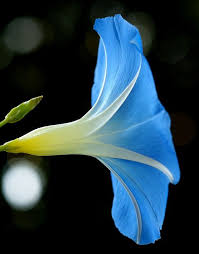 ソライロアサガオ ipomoea tricolor heavenly blue morning glory flowers garden vines blue morning glory