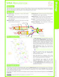 What is the site of dna replication initiation called? Dna Structure And Replication Ck 12 Foundation