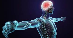 The somatic, or voluntary, component; Common Nervous System Disorders German Neuroscience Center Dubai 1