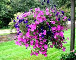 Kadang orang salah menyangka kalau itu bunga bangkai padahal bukan. Jual Tanaman Hias Di Surabaya Tukang Taman Surabaya